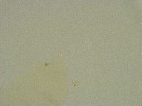 Diphascon chilenense image