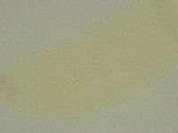 Diphascon chilenense image