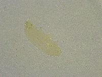 Diphascon chilenense image