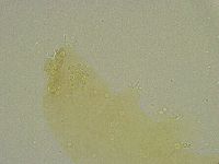Diphascon chilenense image