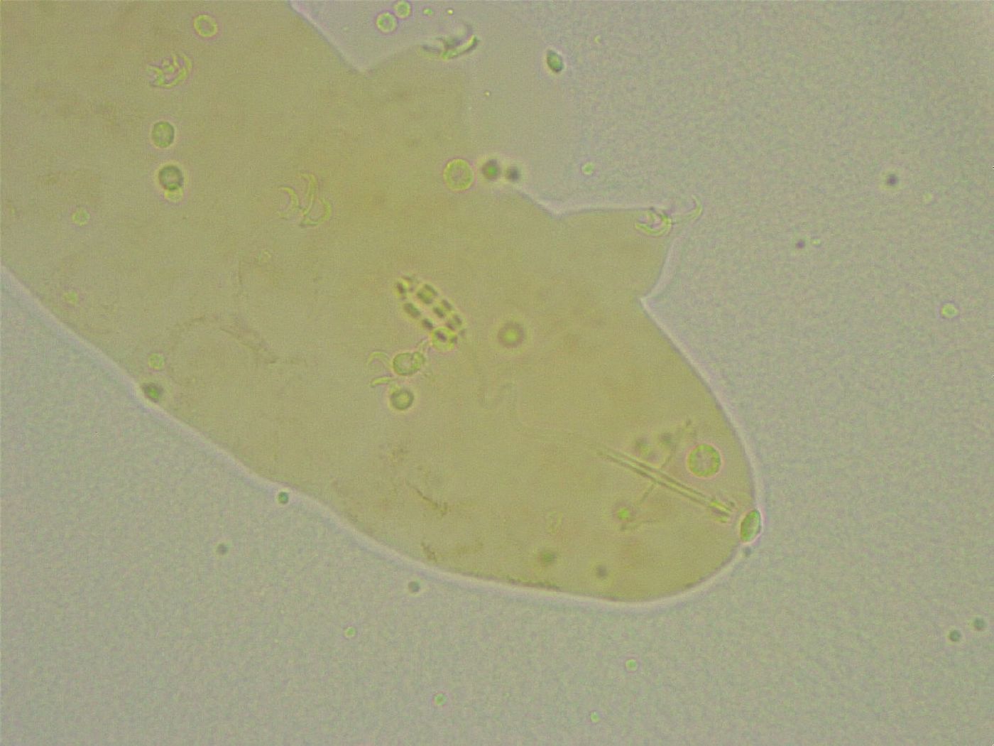 Diphascon chilenense image