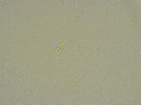 Diphascon chilenense image