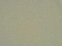 Diphascon chilenense image