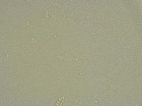 Diphascon chilenense image