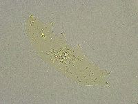Diphascon chilenense image