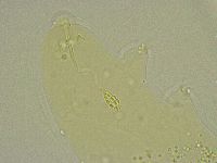 Diphascon chilenense image