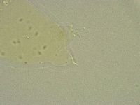 Diphascon chilenense image