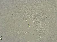 Diphascon chilenense image