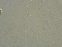 Diphascon chilenense image