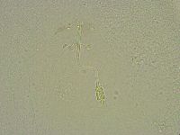 Diphascon chilenense image