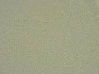 Diphascon chilenense image