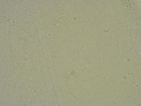 Diphascon chilenense image