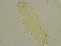 Diphascon chilenense image