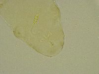 Diphascon chilenense image