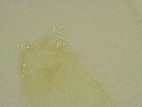 Diphascon chilenense image