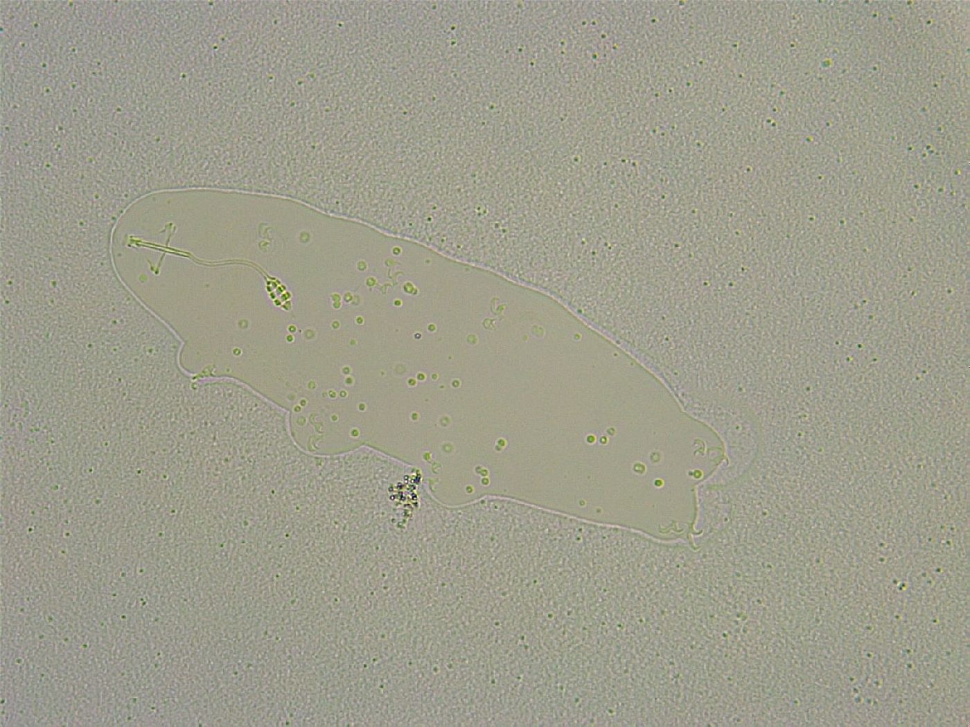 Diphascon chilenense image