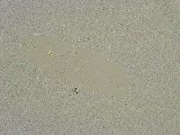 Diphascon chilenense image