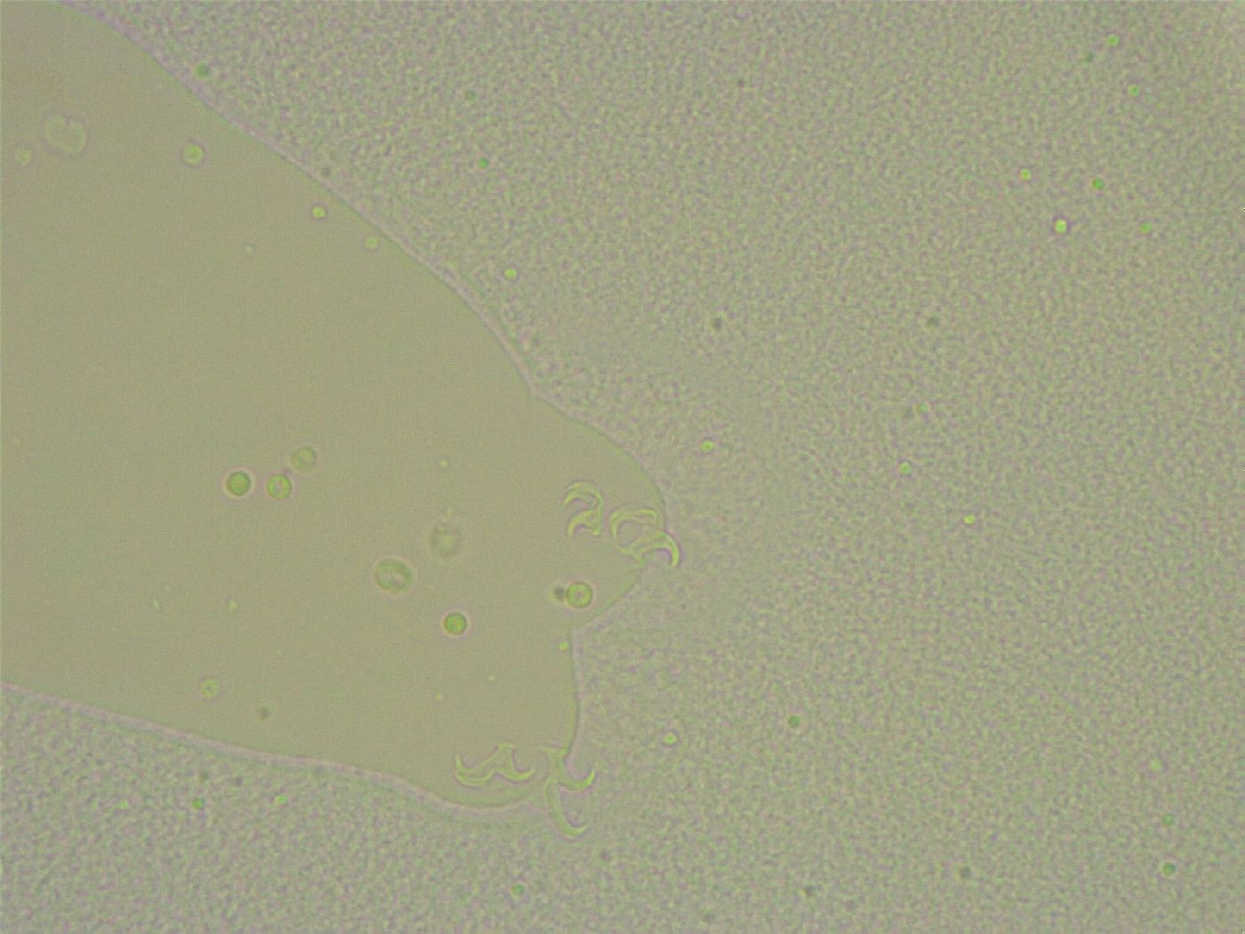 Diphascon chilenense image
