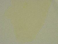 Diphascon chilenense image