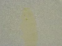 Diphascon chilenense image