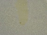 Diphascon chilenense image