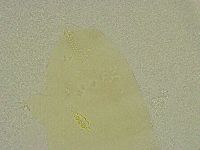Diphascon chilenense image