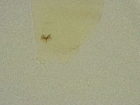 Diphascon chilenense image