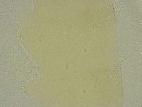 Diphascon chilenense image