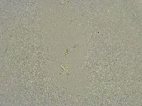 Diphascon chilenense image