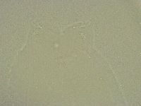Diphascon chilenense image