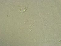 Diphascon chilenense image