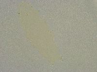 Hebesuncus conjungens image