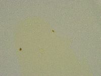 Hebesuncus conjungens image