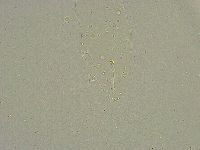 Hebesuncus conjungens image