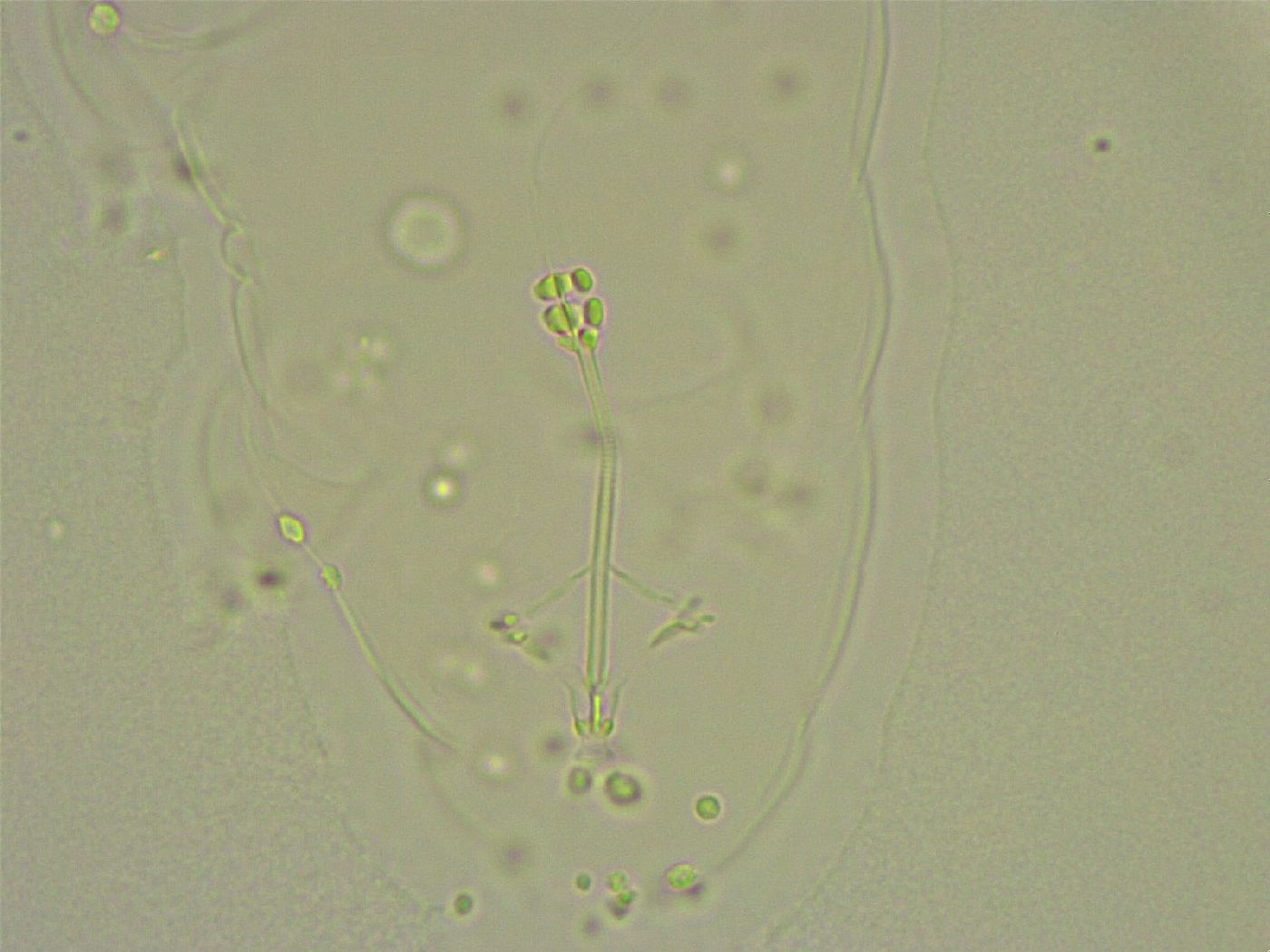 Hebesuncus conjungens image