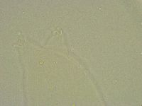 Hebesuncus conjungens image
