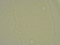 Hebesuncus conjungens image
