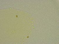 Hebesuncus conjungens image