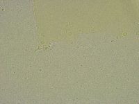 Hebesuncus conjungens image