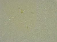 Hebesuncus conjungens image