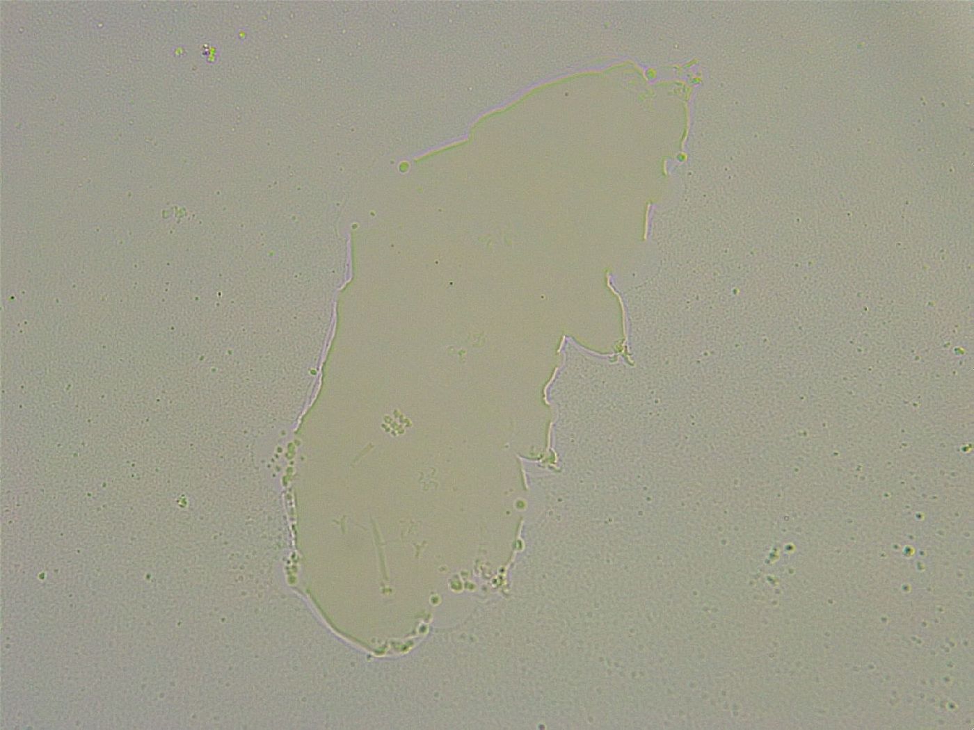 Hebesuncus conjungens image