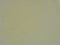 Hebesuncus conjungens image