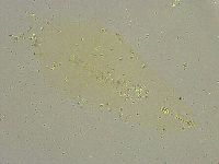 Hebesuncus conjungens image