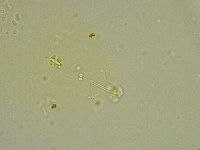 Hebesuncus conjungens image