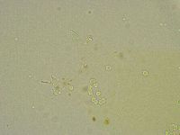 Hebesuncus conjungens image