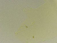 Hebesuncus conjungens image