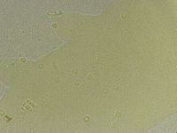 Hebesuncus conjungens image