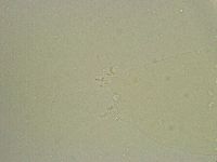 Hebesuncus conjungens image