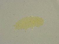 Hebesuncus conjungens image