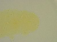 Hebesuncus conjungens image